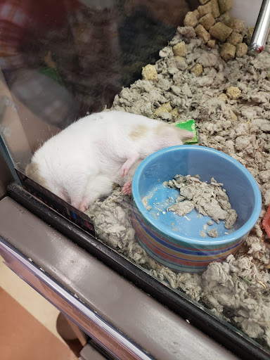 Pet Supply Store «Petco Animal Supplies», reviews and photos, 1150 Concord Ave #160, Concord, CA 94520, USA