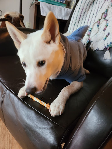 Pet Supply Store «Petco Animal Supplies», reviews and photos, 1203 SE Everett Mall Way f, Everett, WA 98208, USA