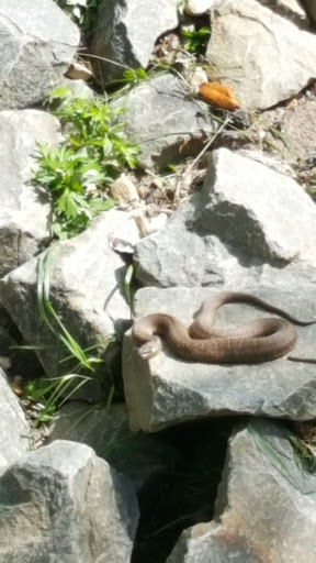 Golf Course «Westwood Country Club», reviews and photos, 800 Maple Ave E, Vienna, VA 22180, USA