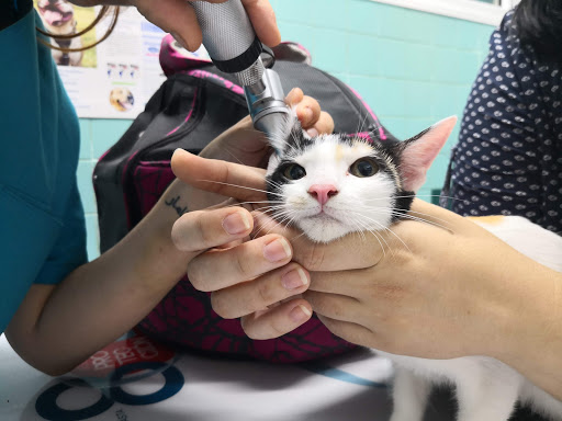 Mivet Hospital Veterinario Sant Mori en Badalona