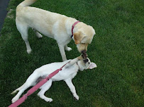 Furry Friends Pet Sitting & Dog Walking - Photo 1 - Car repair in , Nashua