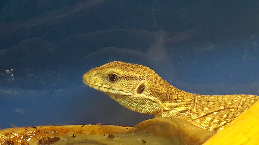 Tropical Fish Store «Tropi-Quatics Pet Center», reviews and photos, 337 S Main St, Lombard, IL 60148, USA