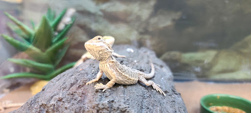 Pet Supply Store «Petco Animal Supplies», reviews and photos, 6280 S Westnedge Ave, Portage, MI 49002, USA