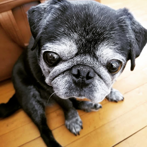 Pet Supply Store «Petco Animal Supplies», reviews and photos, 1309 W Main Rd, Middletown, RI 02842, USA