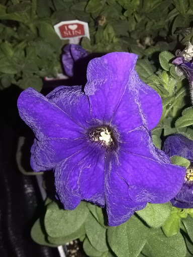 Walmart Garden Center