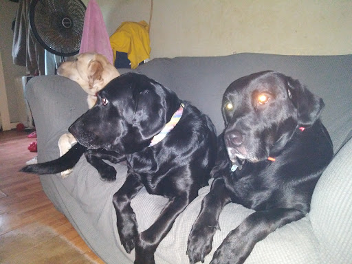 Pet Supply Store «PetSmart», reviews and photos, 4900 Monticello Ave, Williamsburg, VA 23188, USA