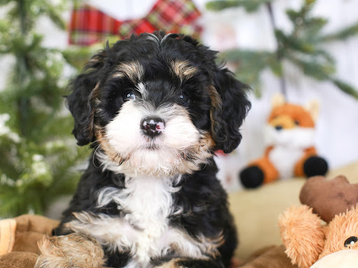 Pet Store «Animal Kingdom», reviews and photos, 5000 S Arizona Mills Cir, Tempe, AZ 85282, USA