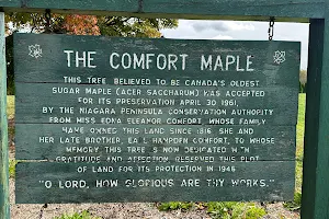 Comfort Maple Conservation Area image