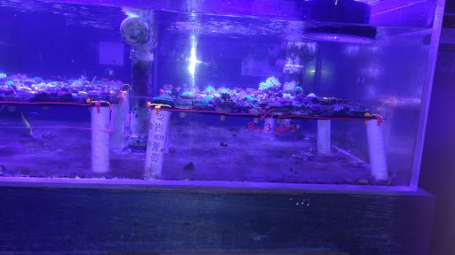 Tropical Fish Store «Ocean Gallery», reviews and photos, 980 US-22, North Plainfield, NJ 07060, USA