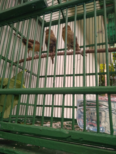 Wawan BIRD FARM