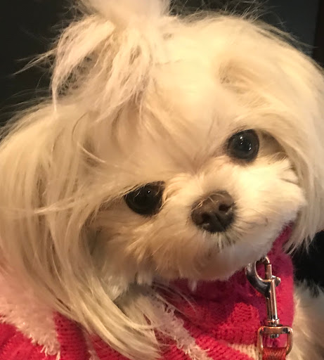 Pet Supply Store «Petco Animal Supplies», reviews and photos, 375 3rd St, San Rafael, CA 94901, USA