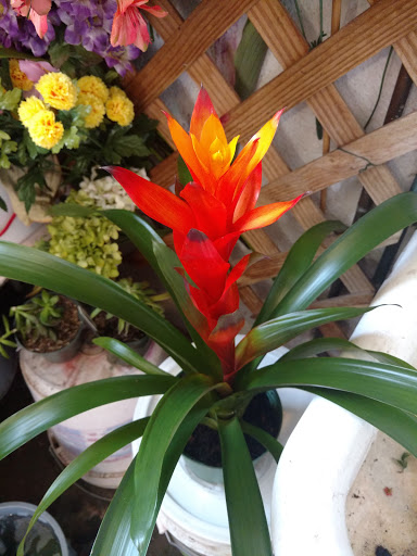 Florist «Green Acres Garden Center & Florist», reviews and photos, 1917 W 4th St, Coffeyville, KS 67337, USA