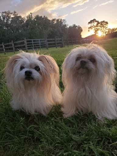 Pet Groomer «Woof Gang Bakery & Grooming Lake Nona - Retail, Grooming», reviews and photos, 10743 Narcoossee Rd, Orlando, FL 32832, USA