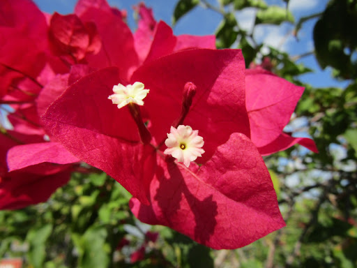 Museum «Mound House», reviews and photos, 451 Connecticut St, Fort Myers Beach, FL 33931, USA