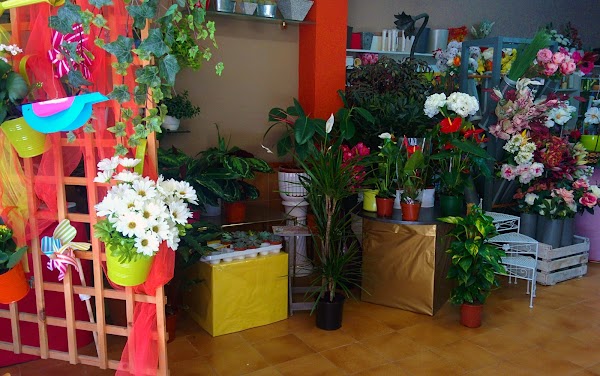 Floristeria Alguaire Flors i Plantes Adelina