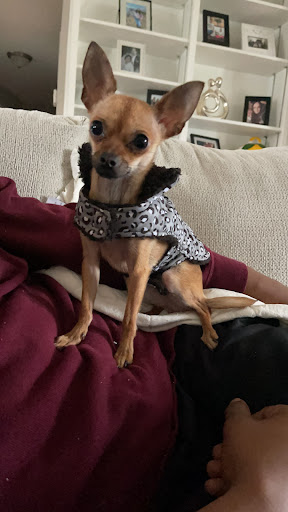 Pet Supply Store «Pet Supplies Plus», reviews and photos, 1213 Mentor Ave, Painesville, OH 44077, USA