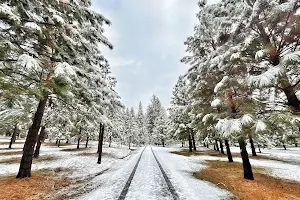 Better Place Forests - Yosemite Gateway image