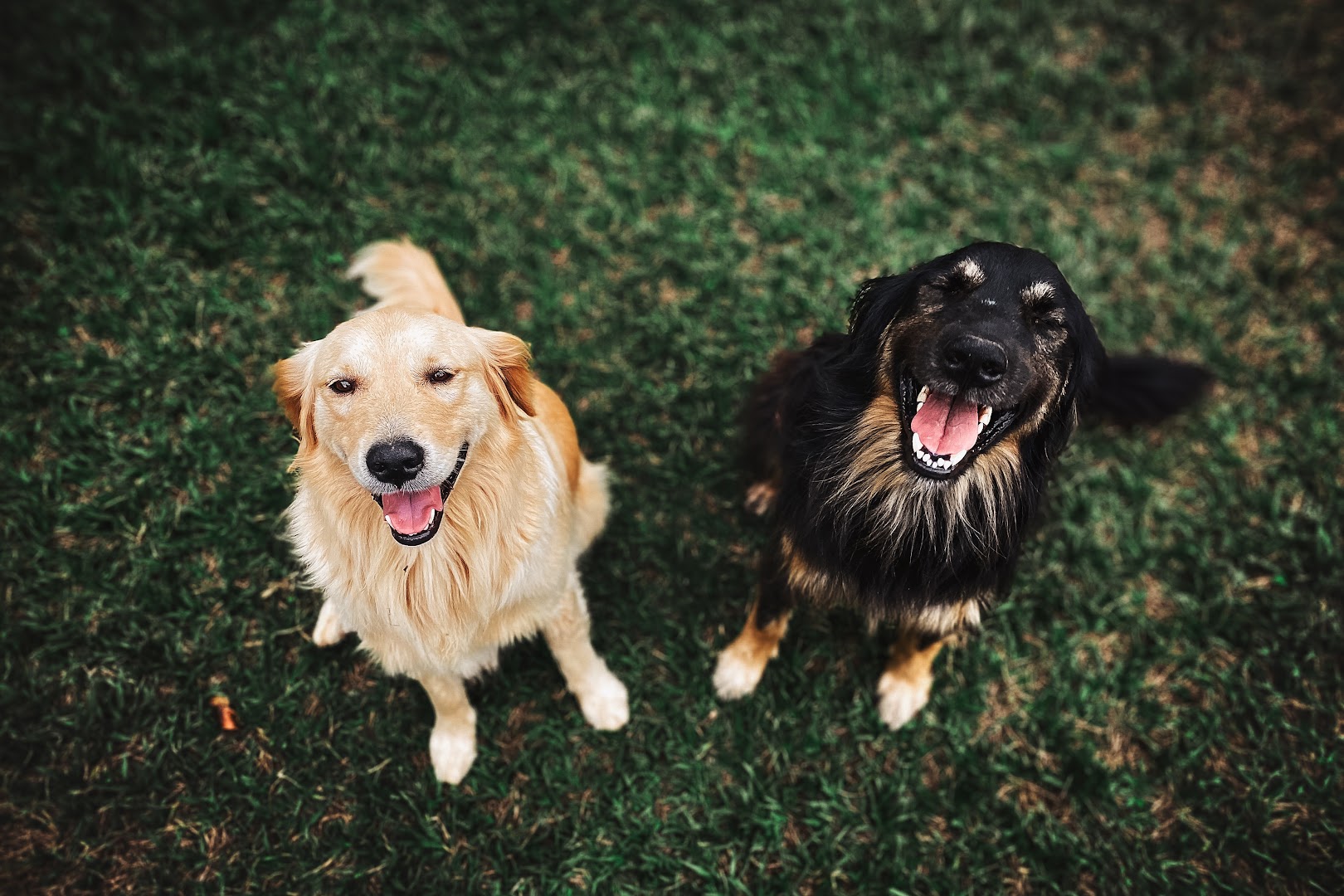 Pawfection Pet Care - Dog Walking & Pet Sitting
