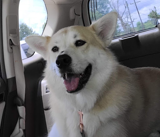 Pet Supply Store «PetSmart», reviews and photos, 198 Promenade Blvd, Flowood, MS 39232, USA