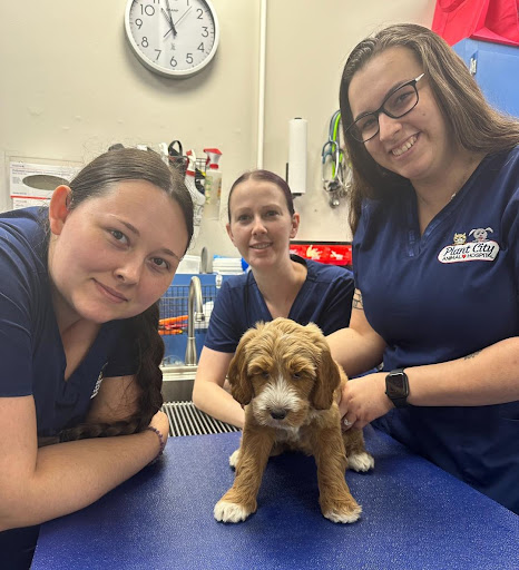 Plant City Animal Hospital image