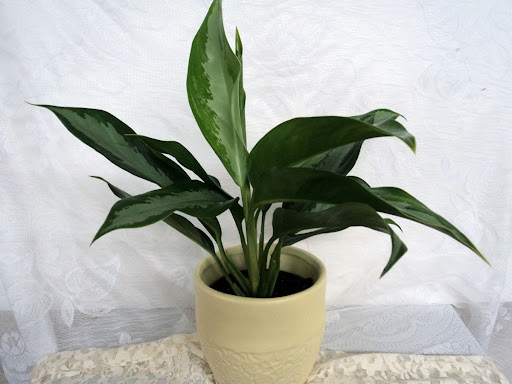 Florist «Davis Florist», reviews and photos, 4201 Locust Ln, Harrisburg, PA 17109, USA