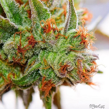 Homeopathic Pharmacy «Kind Pain Management Inc.», reviews and photos, 2636 Youngfield St, Lakewood, CO 80215, USA