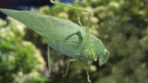 Used Car Dealer «Cars R Us Chicago», reviews and photos, 2336 N Pulaski Rd, Chicago, IL 60639, USA
