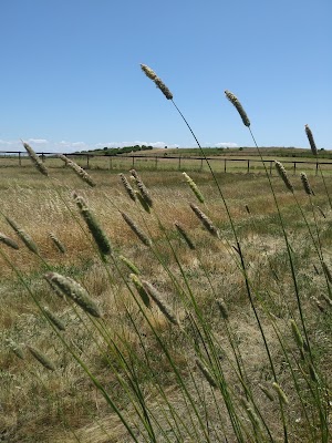 Rush Ranch Open Space - photo 21