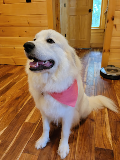 Pet Groomer «Fetching Styles, LLC», reviews and photos, 90 Foothills Pkwy c202, Marble Hill, GA 30148, USA