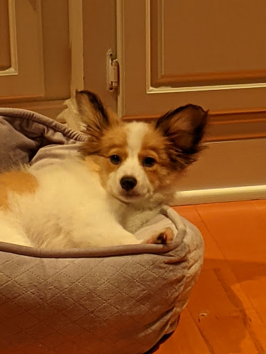 Pet Store «All Pets Club», reviews and photos, 1167 N Colony Rd, Wallingford, CT 06492, USA