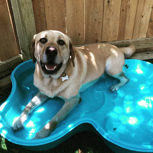 Pet Boarding Service «All About Pets», reviews and photos, 130 Arrow Rd #102, Hilton Head Island, SC 29928, USA