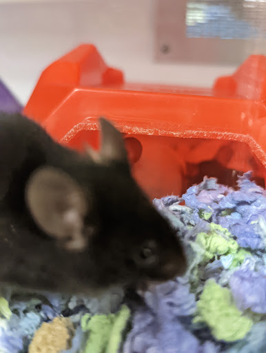 Pet Supply Store «Petco Animal Supplies», reviews and photos, 3012 Bridgepointe Pkwy, San Mateo, CA 94404, USA