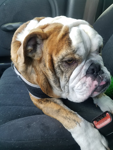 Pet Supply Store «PetSmart», reviews and photos, 6019 Wade Hampton Blvd, Taylors, SC 29687, USA