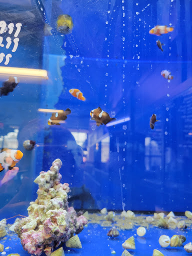 Tropical Fish Store «Aquatic Wildlife Co», reviews and photos, 70 Buckland Rd, South Windsor, CT 06074, USA