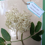 Photo n° 2 de l'avis de Servanne.o fait le 12/06/2024 à 09:05 pour Flore des Cimes à Boussenac