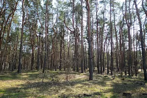 Pine Forest Park image
