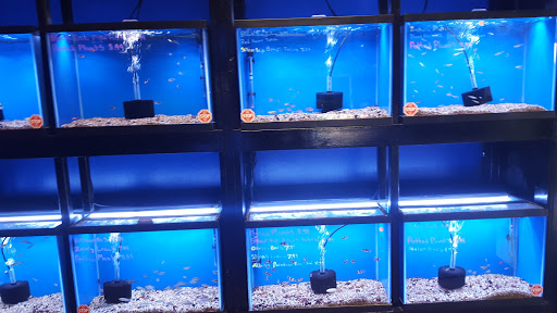 Tropical Fish Store «Aquatic Kingdom Aquariums», reviews and photos, 18757 E Hampden Ave #160, Aurora, CO 80013, USA