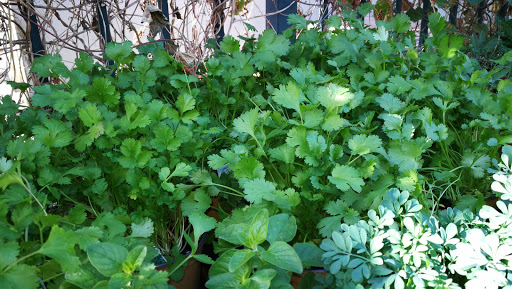 Grocery Store «Diamond Fresh Farmers Market», reviews and photos, 21168 Golden Springs Dr, Walnut, CA 91789, USA