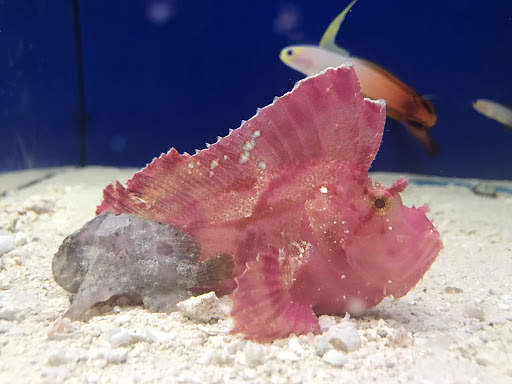 Pet Store «Acuario Piscis», reviews and photos, 3040 W Cermak Rd, Chicago, IL 60623, USA