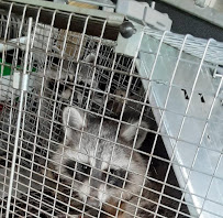 In & Out Services - Photo 6 - Car repair in , Washington