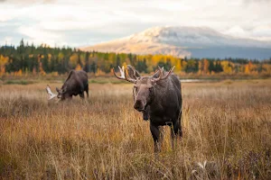 Yukon Wildlife Preserve image