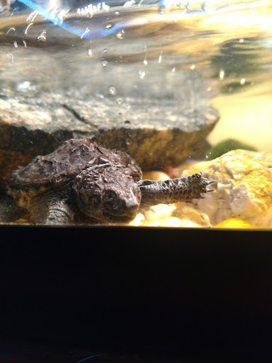 Pet Store «The Pet Stop Pet Shop», reviews and photos, 5152 Route 9w, Newburgh, Newburgh, NY 12550, USA