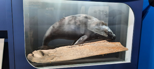 Museum «Museum», reviews and photos, 2142 Southern Dr, Statesboro, GA 30458, USA