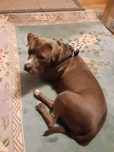 Pet Store «Pets Plus - Quakertown», reviews and photos, 117 S West End Blvd, Quakertown, PA 18951, USA