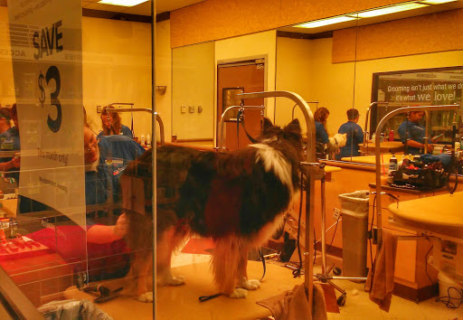 Pet Supply Store «PetSmart», reviews and photos, 139 Radio Dr, Stroudsburg, PA 18360, USA