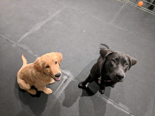 Dog Trainer «Calling All Dogs», reviews and photos, 6088 S Highland Dr, Holladay, UT 84121, USA