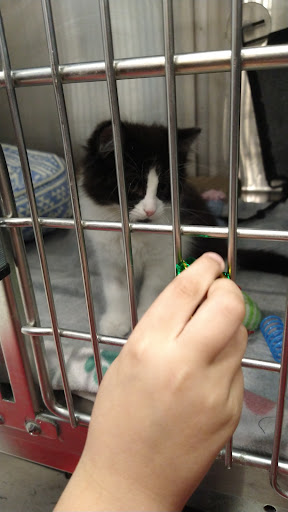 Pet Supply Store «PetSmart», reviews and photos, 45050 Northpointe Blvd, Utica, MI 48315, USA