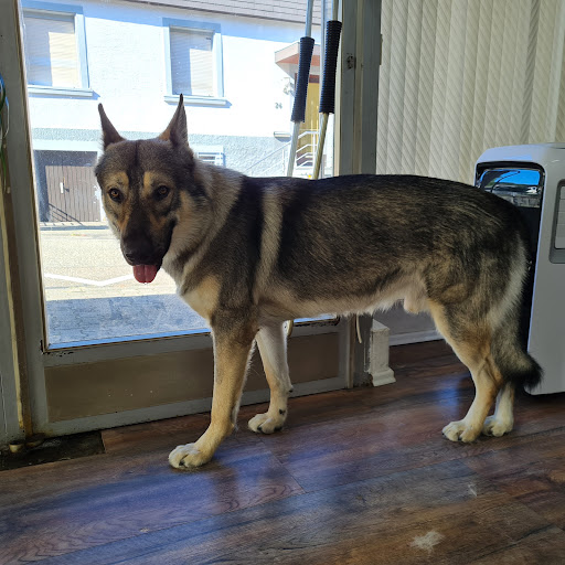 Daniels Groomer Laden Sie - Hundesalon & Accessoires unter Bühlertal, 