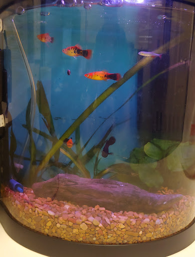 Pet Supply Store «Petco Animal Supplies», reviews and photos, 1624 Governors Square Blvd, Tallahassee, FL 32301, USA