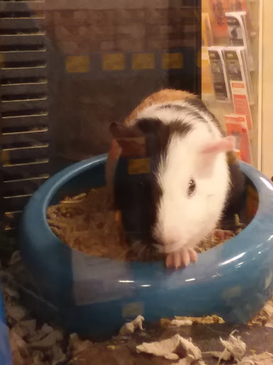 Pet Supply Store «PetSmart», reviews and photos, 2000 Clements Bridge Rd, Woodbury, NJ 08096, USA